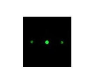 [ Holo-or ]<Br> Beam Sampler