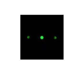 [ Holo-or ]<Br> Beam Sampler
